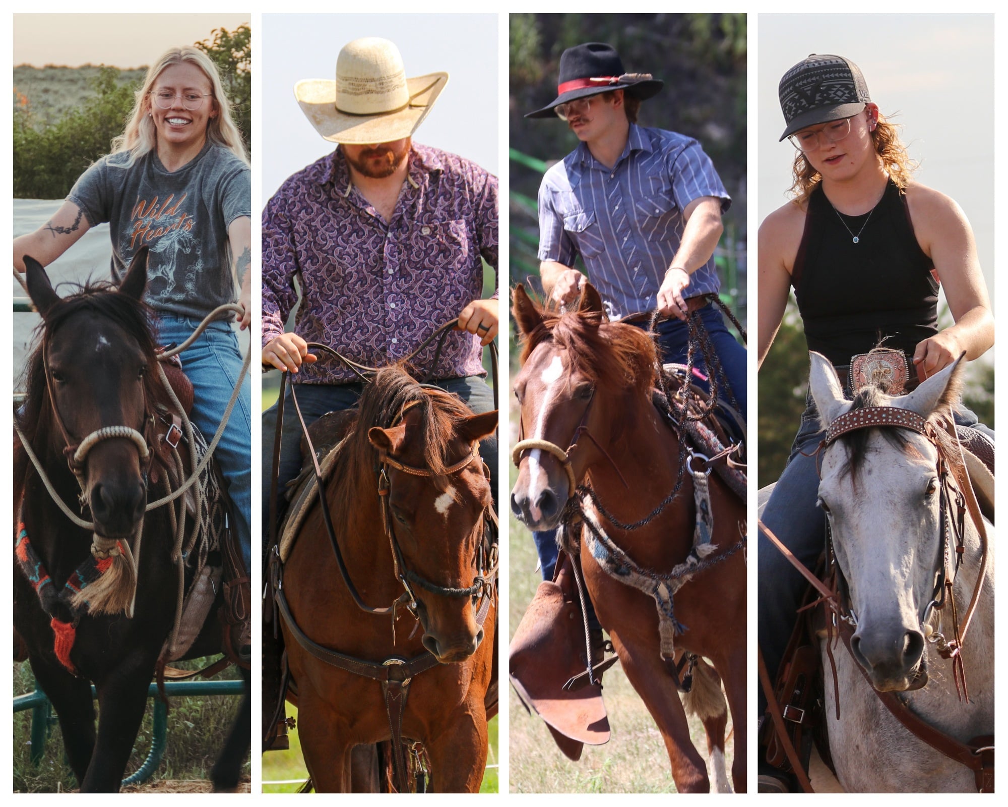 adoptashowdownhorse